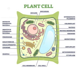 Plant cell structure with inner parts labeled description outline ...