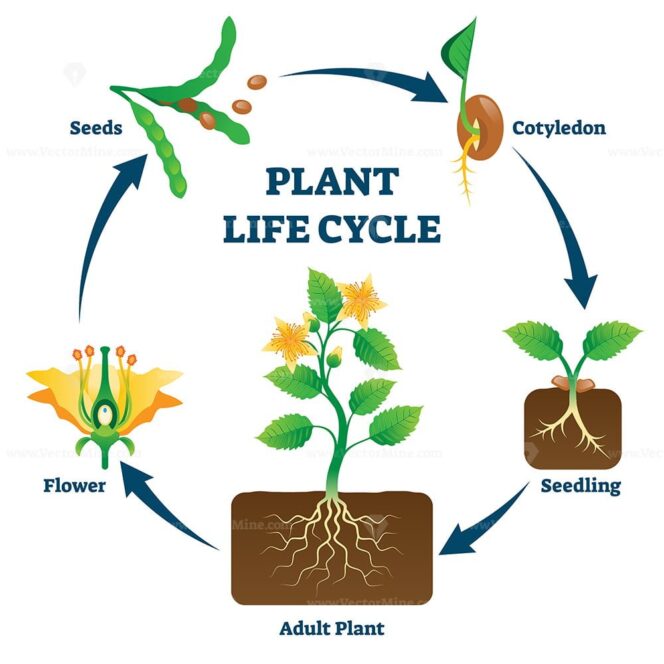 Plant life cycle vector illustration - VectorMine