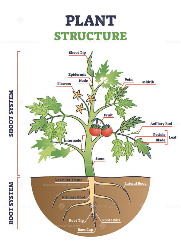 Plant Anatomy With Structure And Internal Side View Parts Outline ...