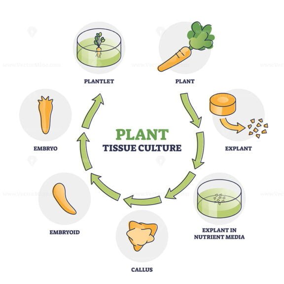 Plant Tissue Culture outline diagram