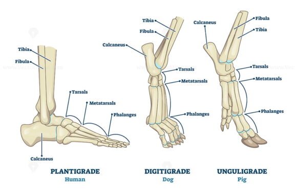 Plantigrade Digitigrade and Unguligrade