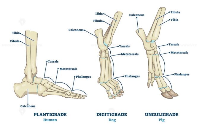 unguligrade – VectorMine