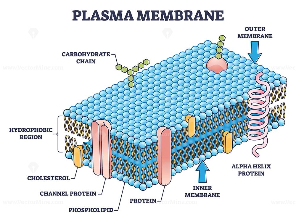 Cell Membrane Or Cytoplasmic Membrane Microscopic Structure Outline