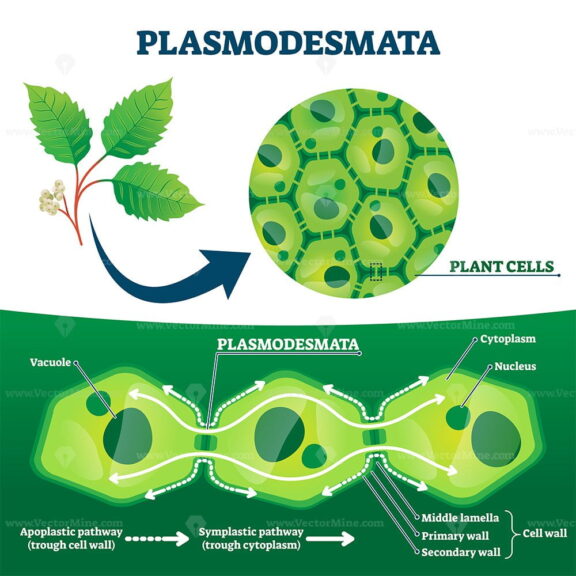 Plasmodesmata plant cells diagram, vector illustration