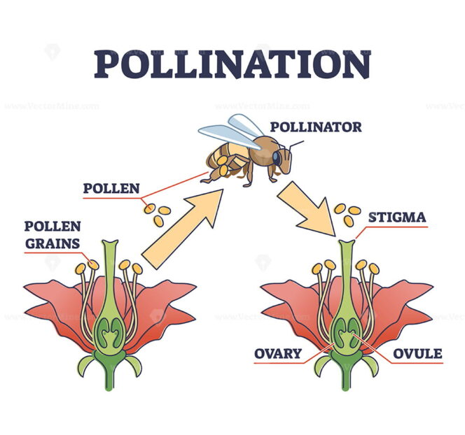 Pollination as plant reproduction and vegetation process outline ...