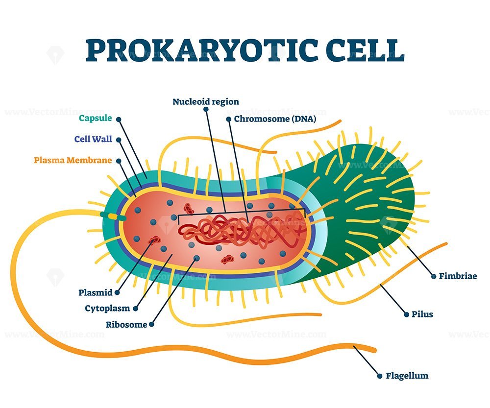 Simple Prokaryotic Cell Diagram