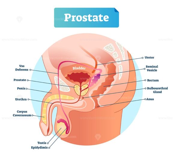 Prostate labeled vector illustration