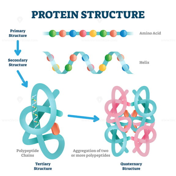 Protein Structure