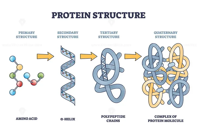 Protein structure levels from amino acid to complex molecule outline
