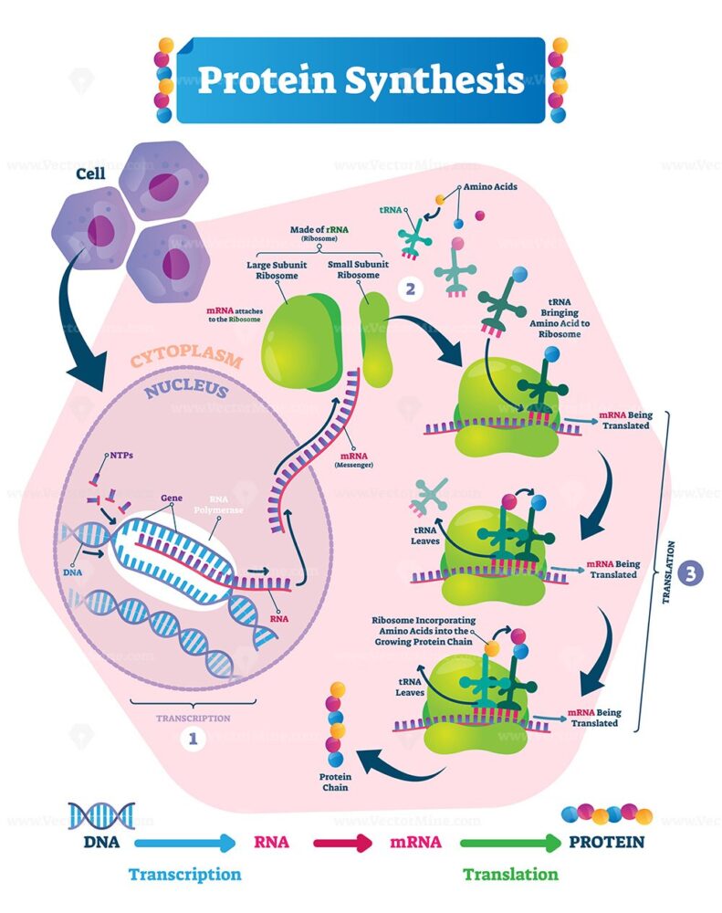 Protein synthesis vector illustration - VectorMine