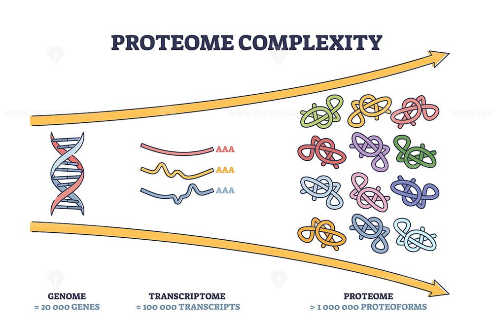 Proteome Complexity As Cellular Complex Microcosm Division Outline ...