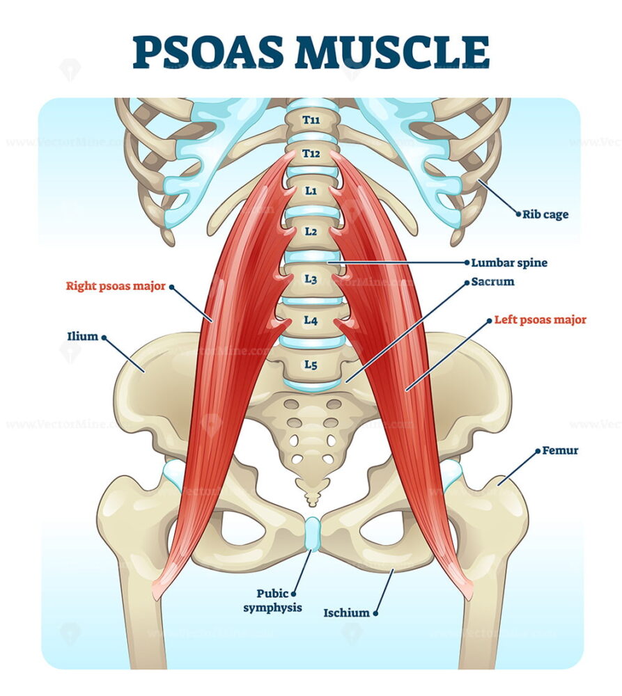 Psoas muscle medical vector illustration diagram – VectorMine