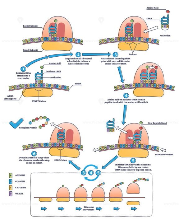 RNA Translation outline