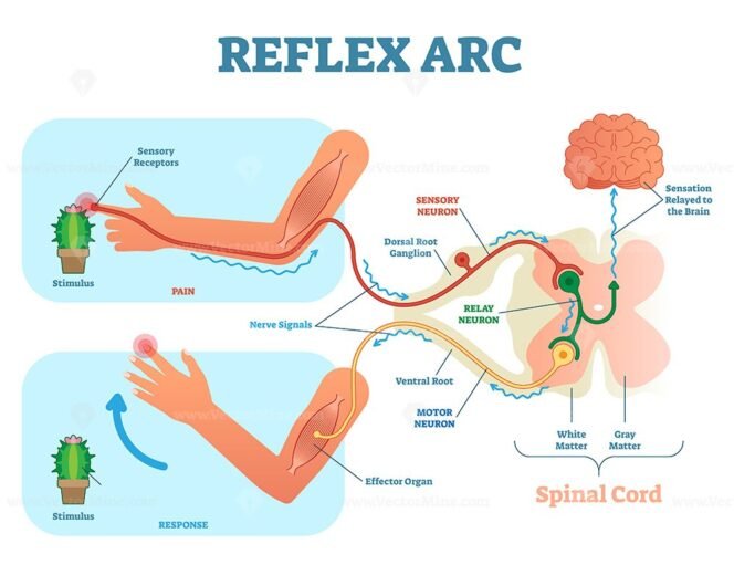 spinal-reflex-arc-scheme-vector-illustration-vectormine