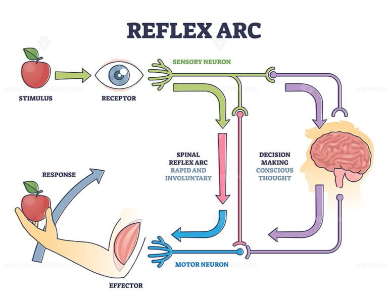 reflex-arc-sensory-neuron-pathway-from-stimulus-to-response-outline