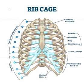 Rib cage anatomy, labeled vector illustration diagram – VectorMine