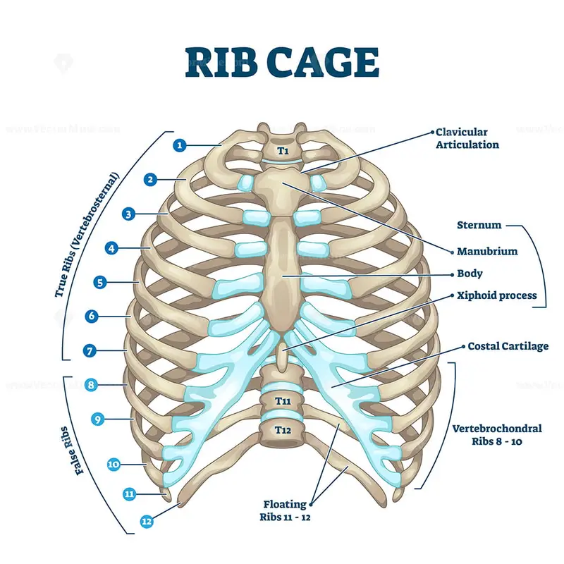 Rib cage anatomy, labeled vector illustration diagram VectorMine