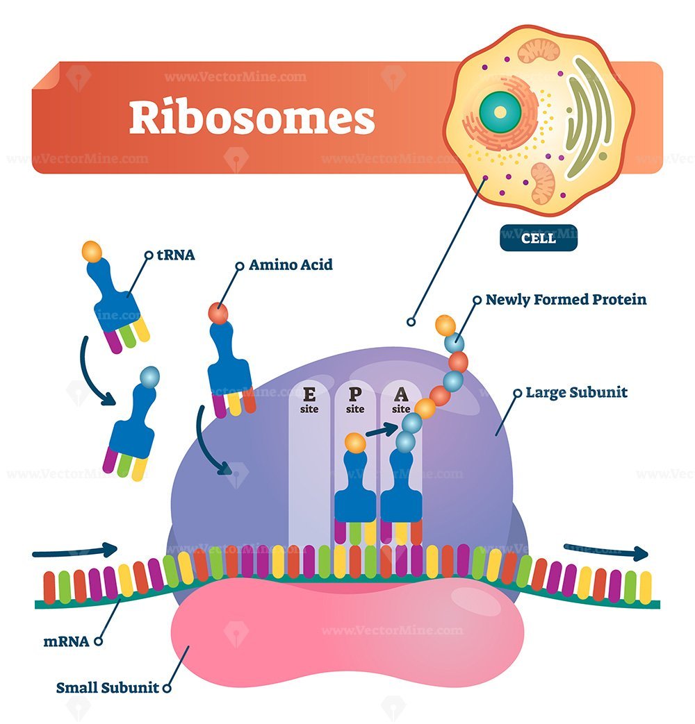 Ribosomes vector illustration VectorMine