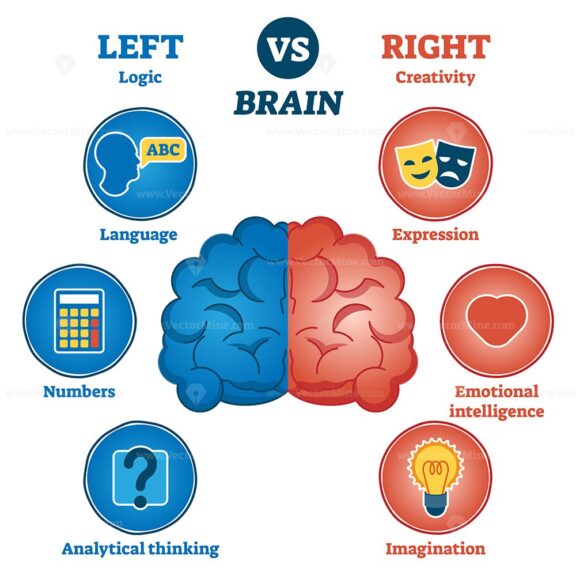 Left versus right brain traits diagram - VectorMine