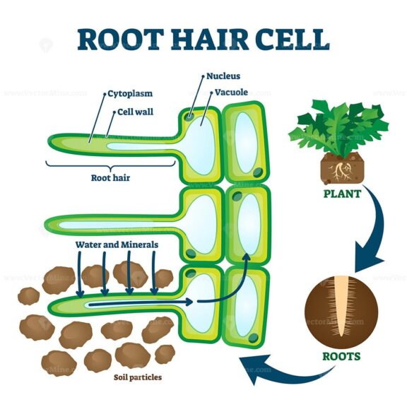 Root Hair Cell