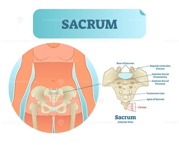 Sacrum