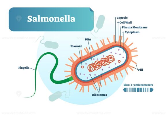 Salmonella bacteria micro biological vector illustration cross section labeled diagram