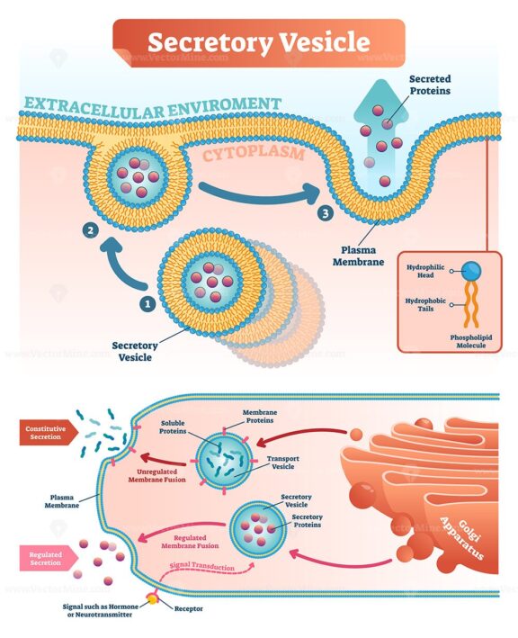 Secretory vesicle vector illustration