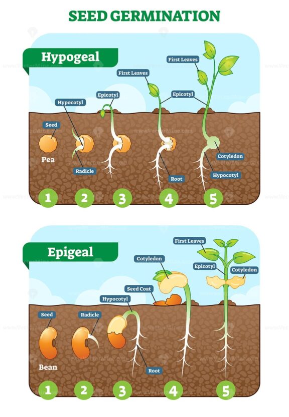 Seed Germination