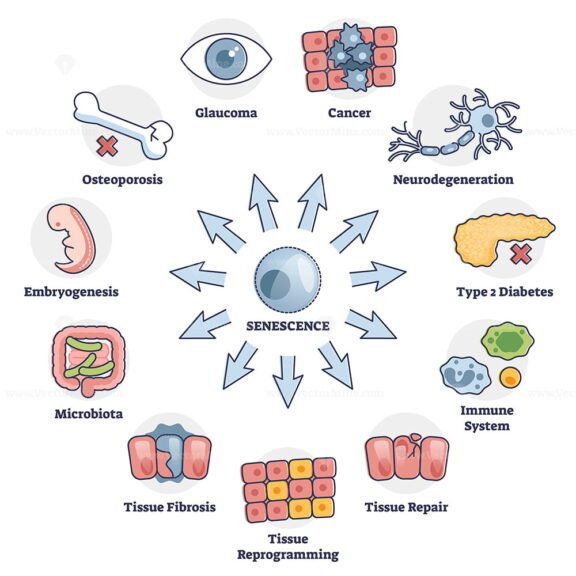 Senescence outline diagram