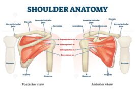 Shoulder anatomy vector illustration – VectorMine
