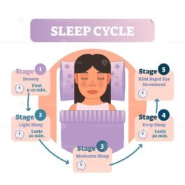 Healthy human sleep cycle vector illustration diagram with female in ...