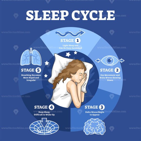 Sleep cycle with labeled night stages and phases description outline ...
