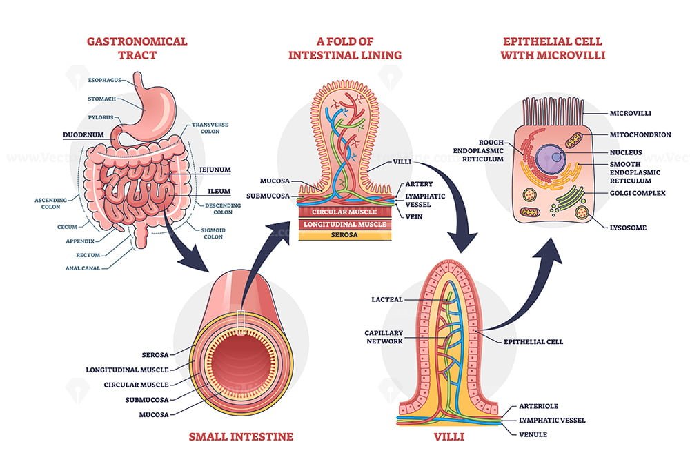 Small intestine with scientific gastrointestinal structure outline