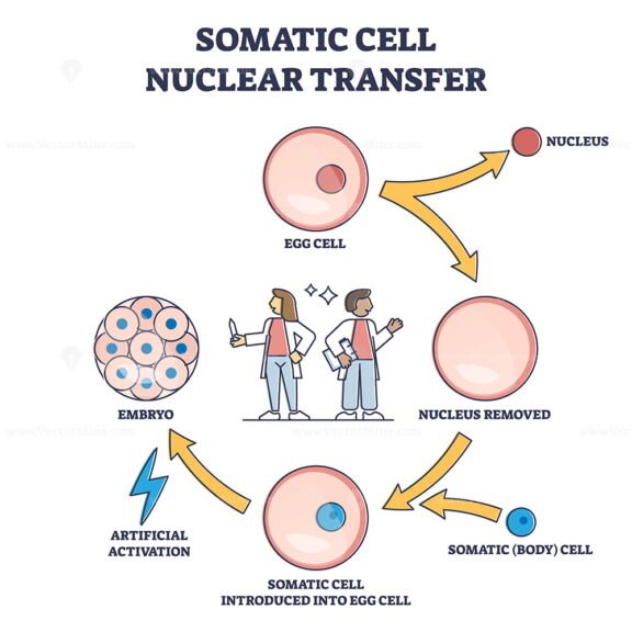 Somatic Cell Nuclear Transfer As Genetic Change Process Steps Outline ...