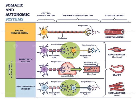 Somatic vs Autonomic Nervous System outline 2