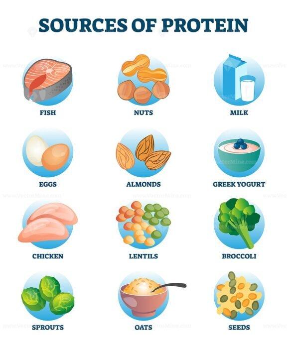 Sources of protein as healthy and high nutrient diet products ...