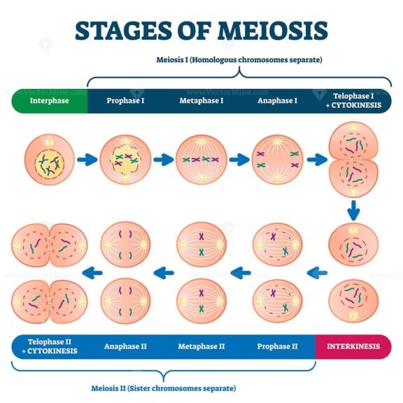 Stages of Meiosis