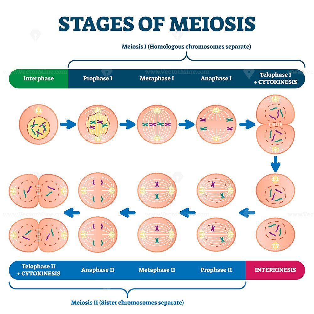 Stages Of Meiosis Vector Illustration Vectormine