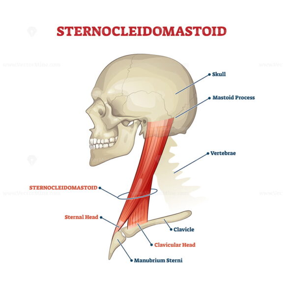 Sternocleidomastoid cervical muscle labeled educational anatomical scheme