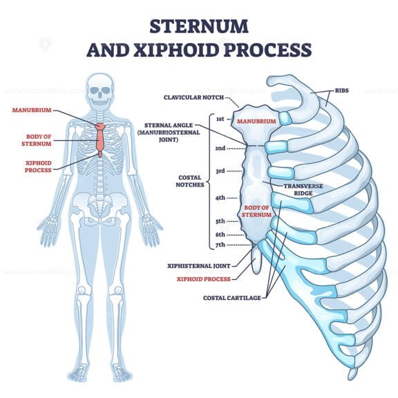 Sternum and Xiphoid process outline
