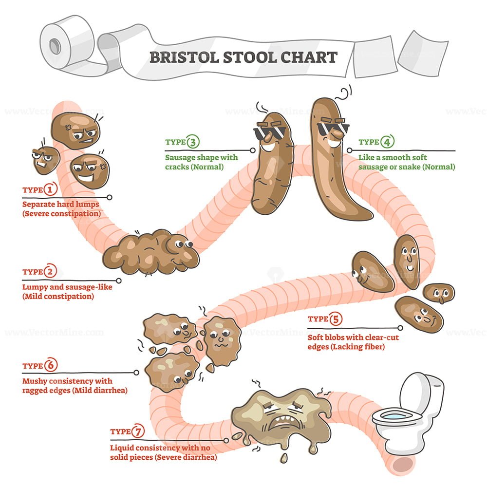 Bristol Stool Chart With Excrement Description And Types Outline 