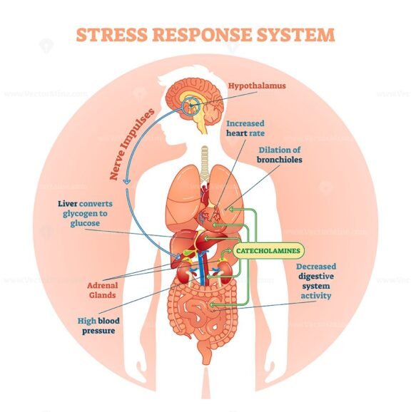 Stress Response System