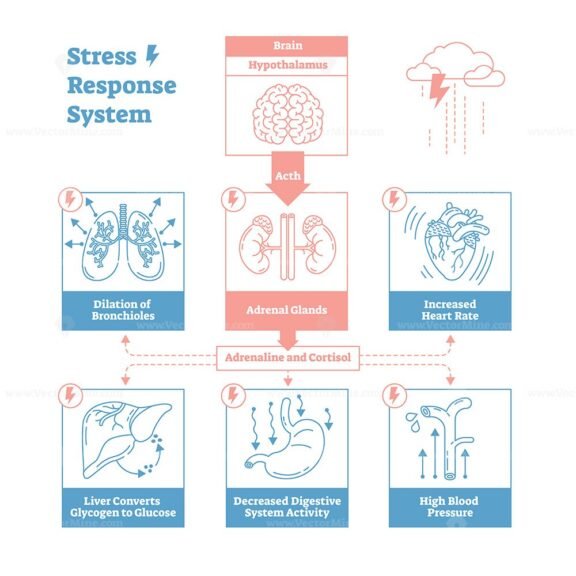 Stress Response System Psychology Definition