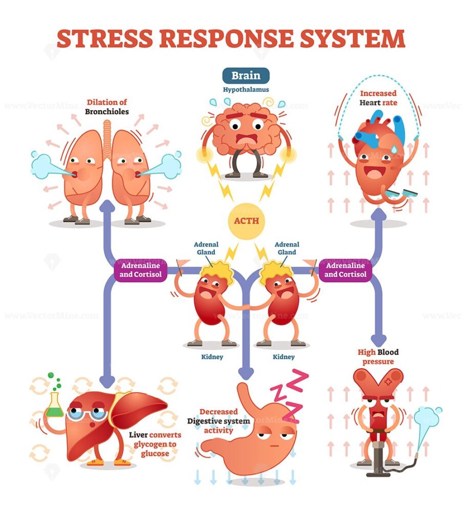 Stress Response System Diagram With Cartoon Characters VectorMine