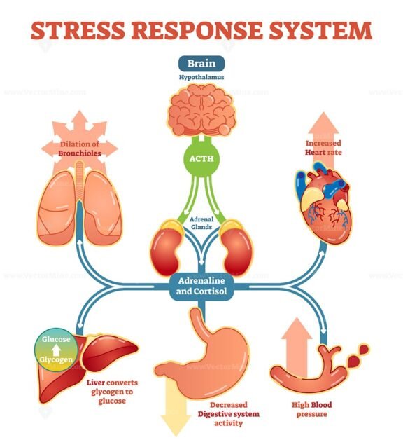 Stress Response System Diagram