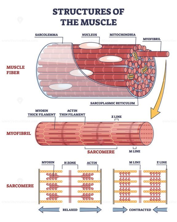 Structures of the Muscle outline
