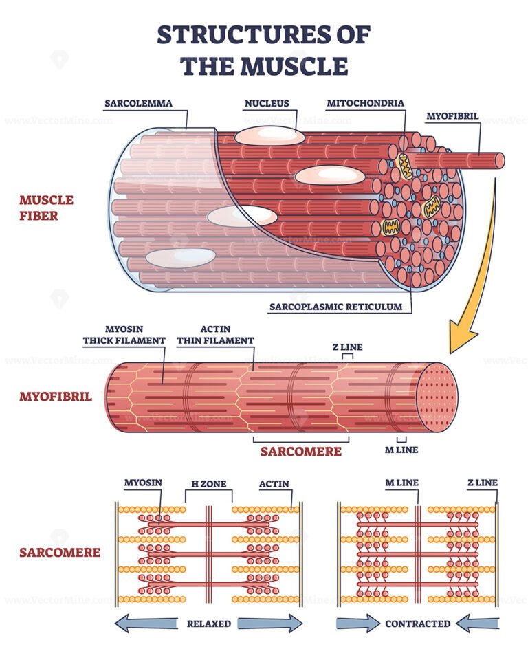 Skeletal muscle structure with anatomical inner layers outline diagram ...