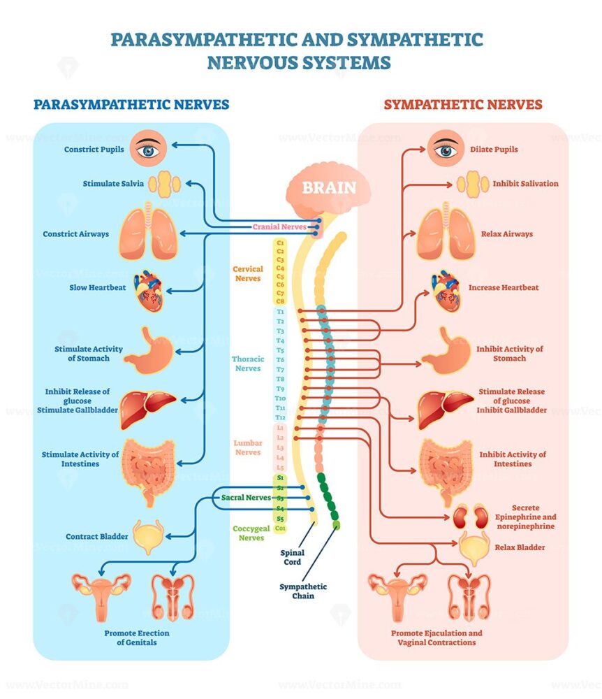 Human nervous system medical vector illustration diagram - VectorMine