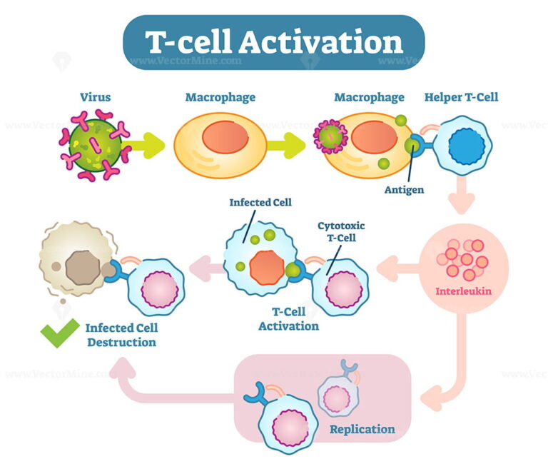 Immune System Cells Vector Illustration Vectormine