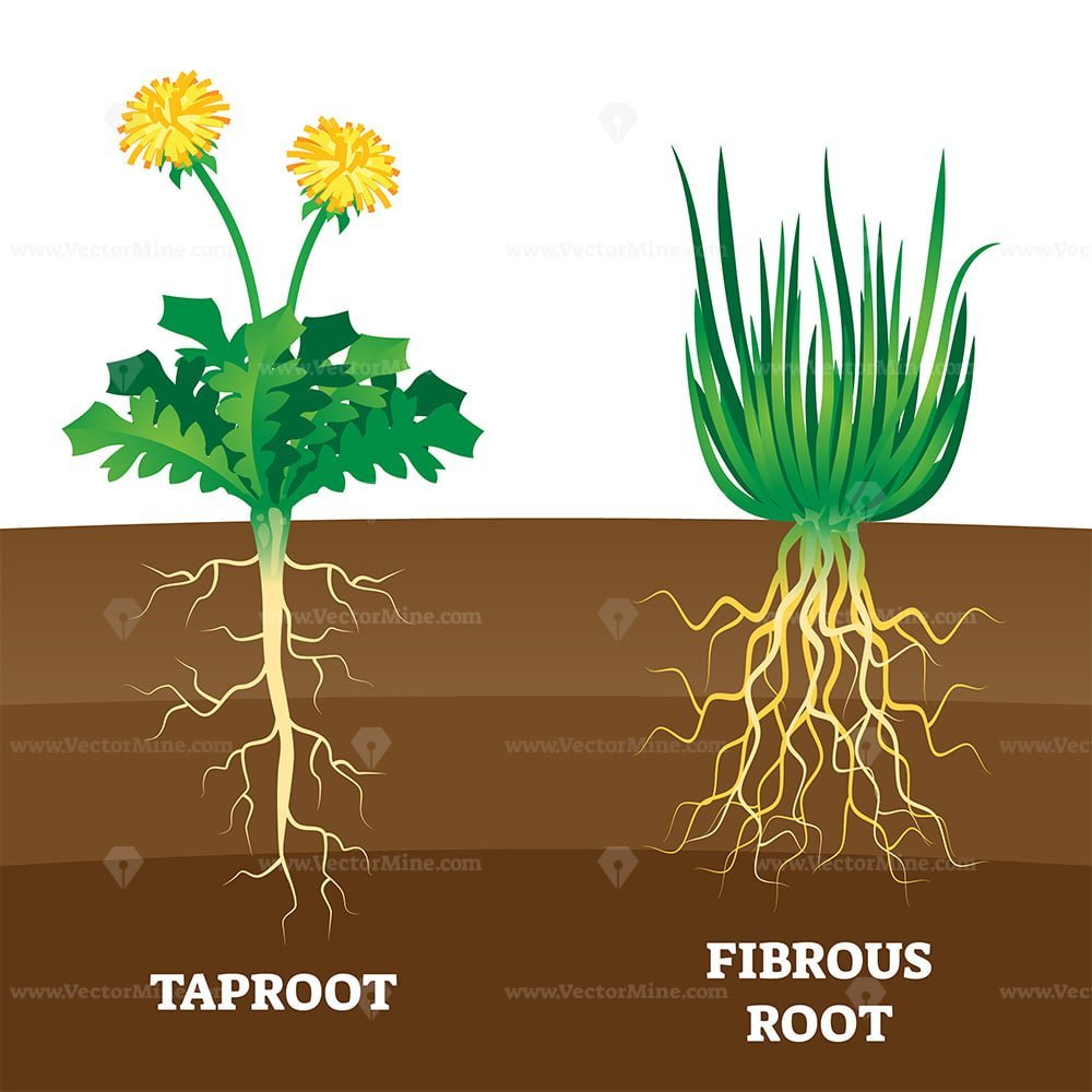 taproot-and-fibrous-root-example-comparison-vector-illustration-scheme